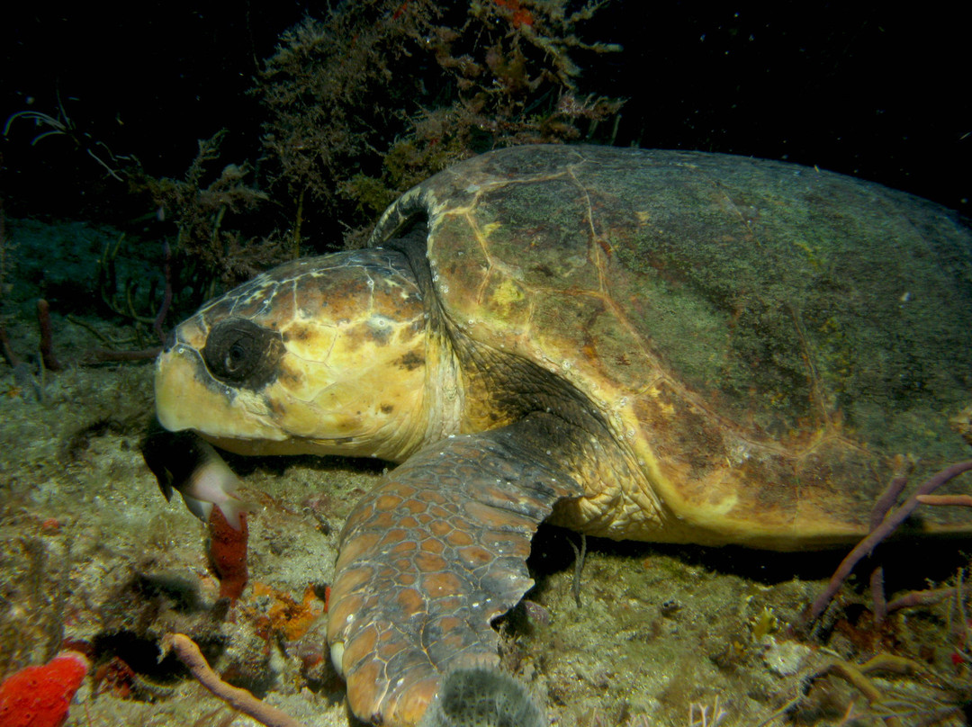 Underwater Explorers-博因顿海滩必去景点
