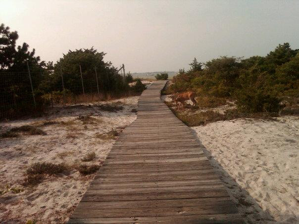 Fire Island National Seashore景点图片