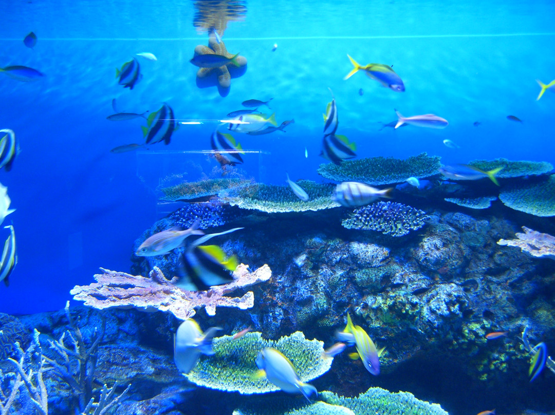 Oga Aquarium Gao-男鹿市必去景点