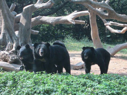 长隆旅游度假区-广州市必去景点