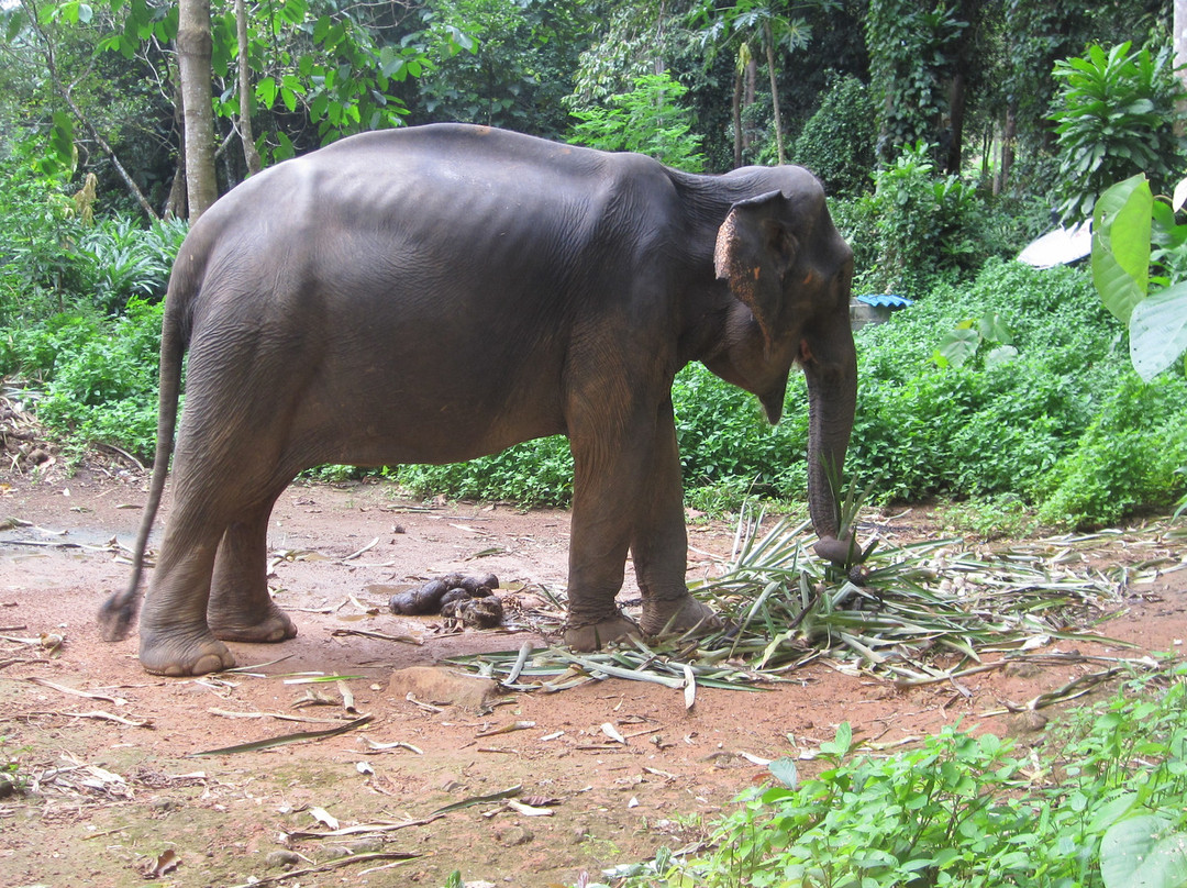 Ban Kwan大象营-象岛必去景点