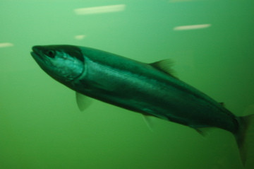 Bonneville Lock & Dam-Cascade Locks必去景点