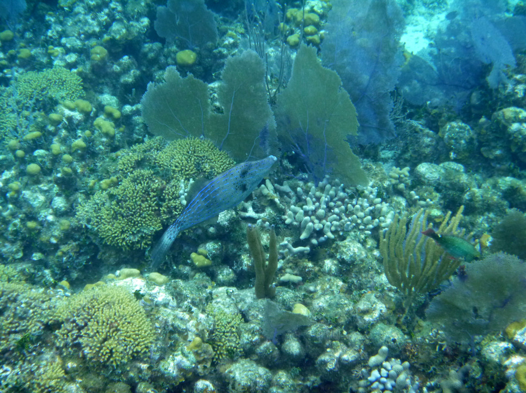 Dive BVI-Spanish Town必去景点