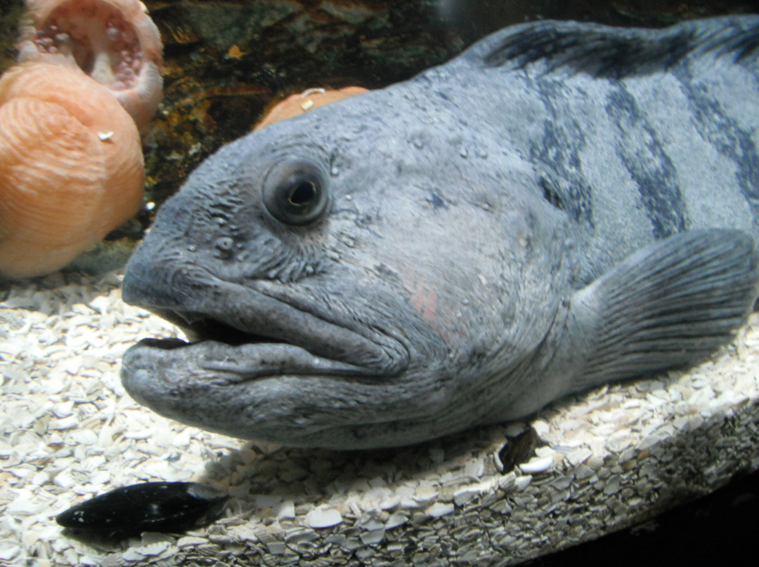 SEA LIFE Speyer-施派尔必去景点