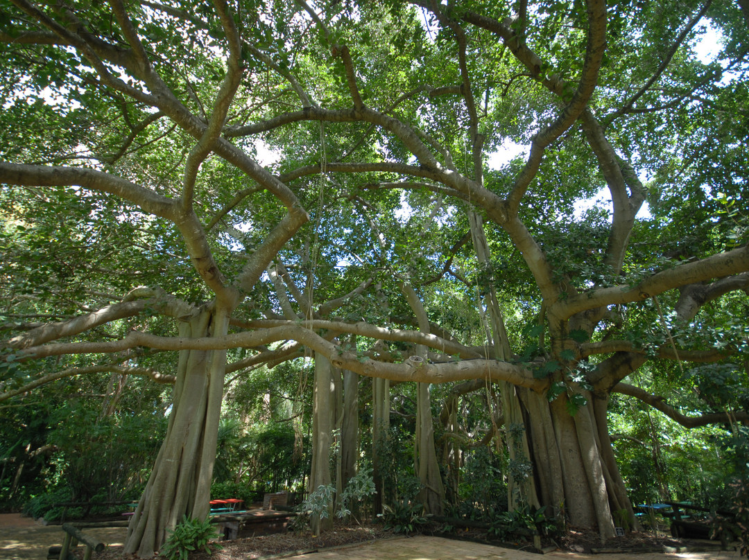 洛坎普顿植物园及动物园-罗克汉普顿必去景点