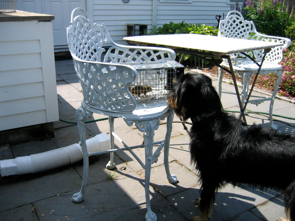 Hounds Tooth Inn主图