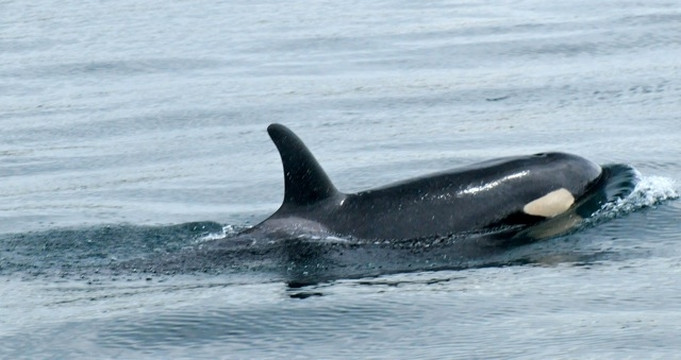 Maya's Legacy Whale Watching-星期五港湾必去景点