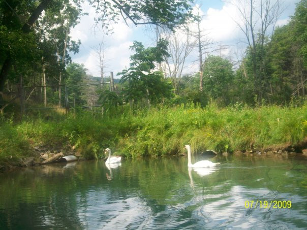 Penn's Cave & Wildlife Park景点图片