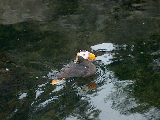 Oregon Coast Aquarium-纽波特必去景点