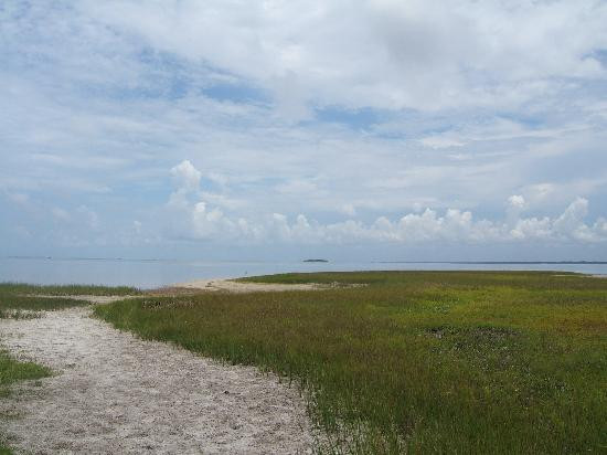 Whispering Pines of Cape San Blas
