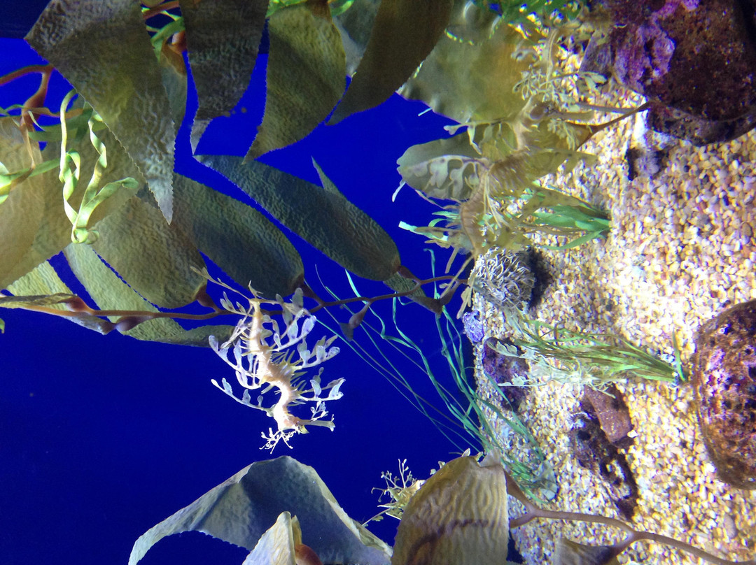 太平洋水族馆-长滩必去景点