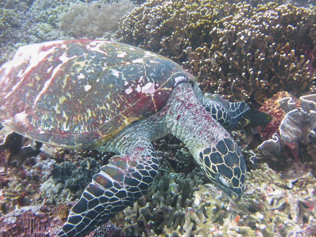 Gili Air Divers景点图片