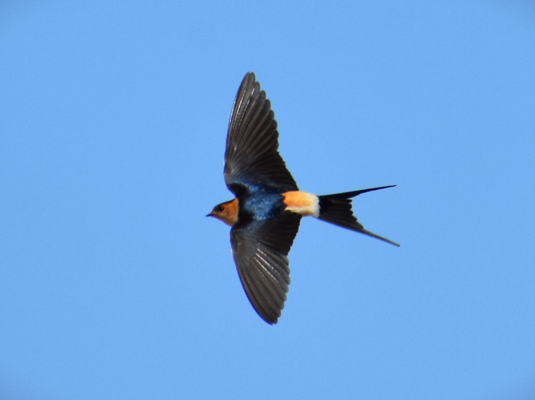Aqaba Bird Observatory-亚喀巴必去景点