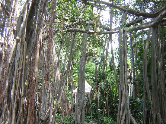 Durban Botanic Gardens景点图片
