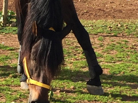 Club Hipico Es Pi-马洛卡帕尔马必去景点