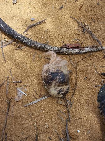 卢科依罗海滩-Luquillo必去景点