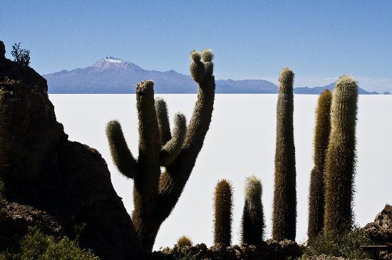 Eduardo Avaroa National Reserve of Andean Fauna景点图片