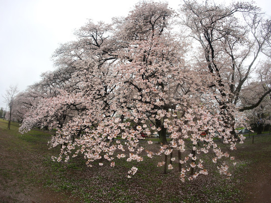 Musenyama-伊奈町必去景点