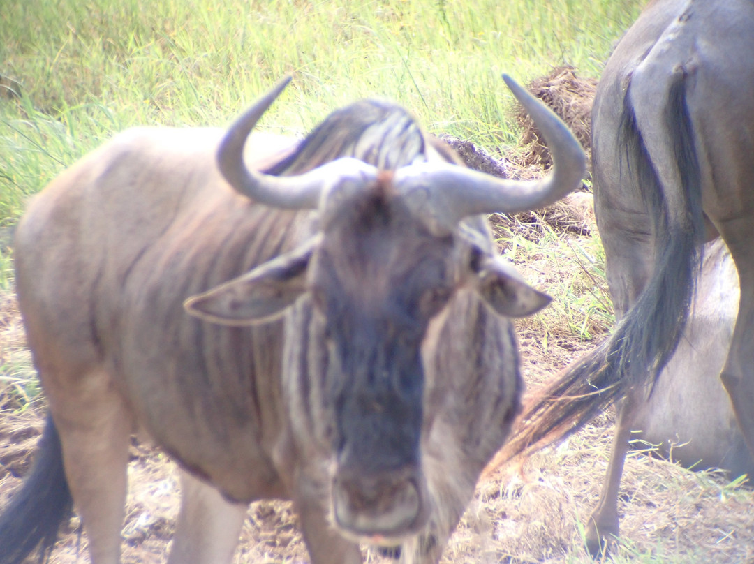 Maasai Legend Safaris-阿鲁沙必去景点