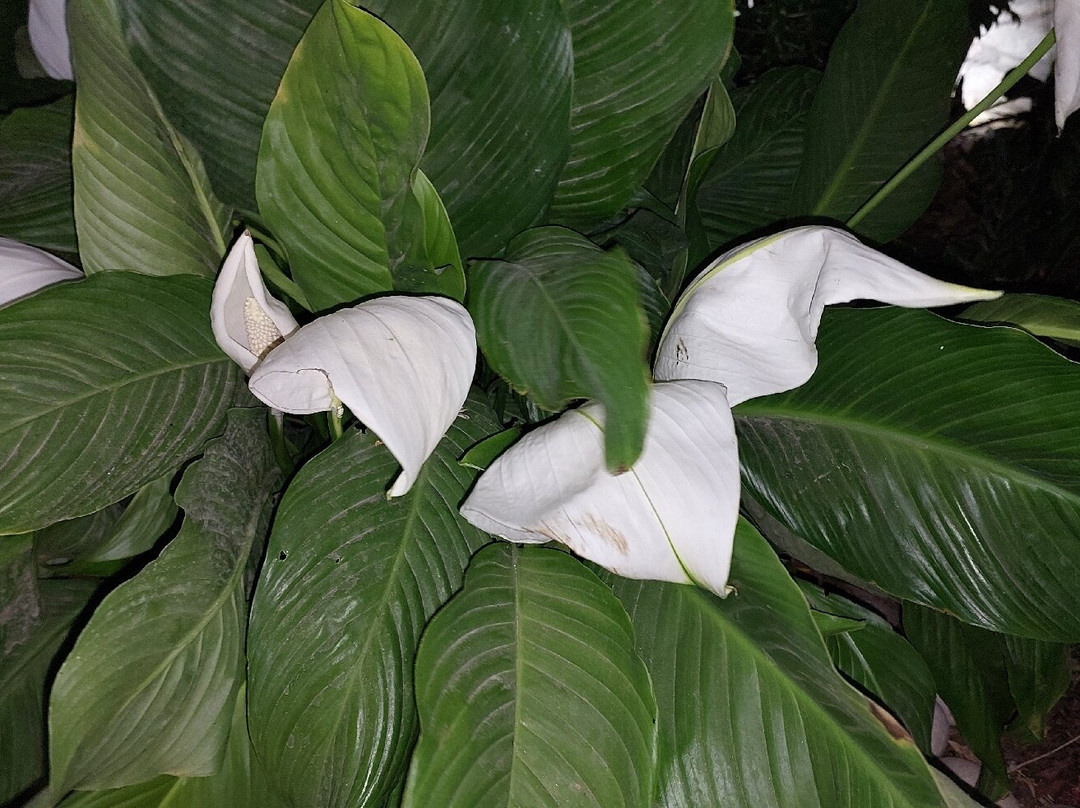 皇家广场酒店主图