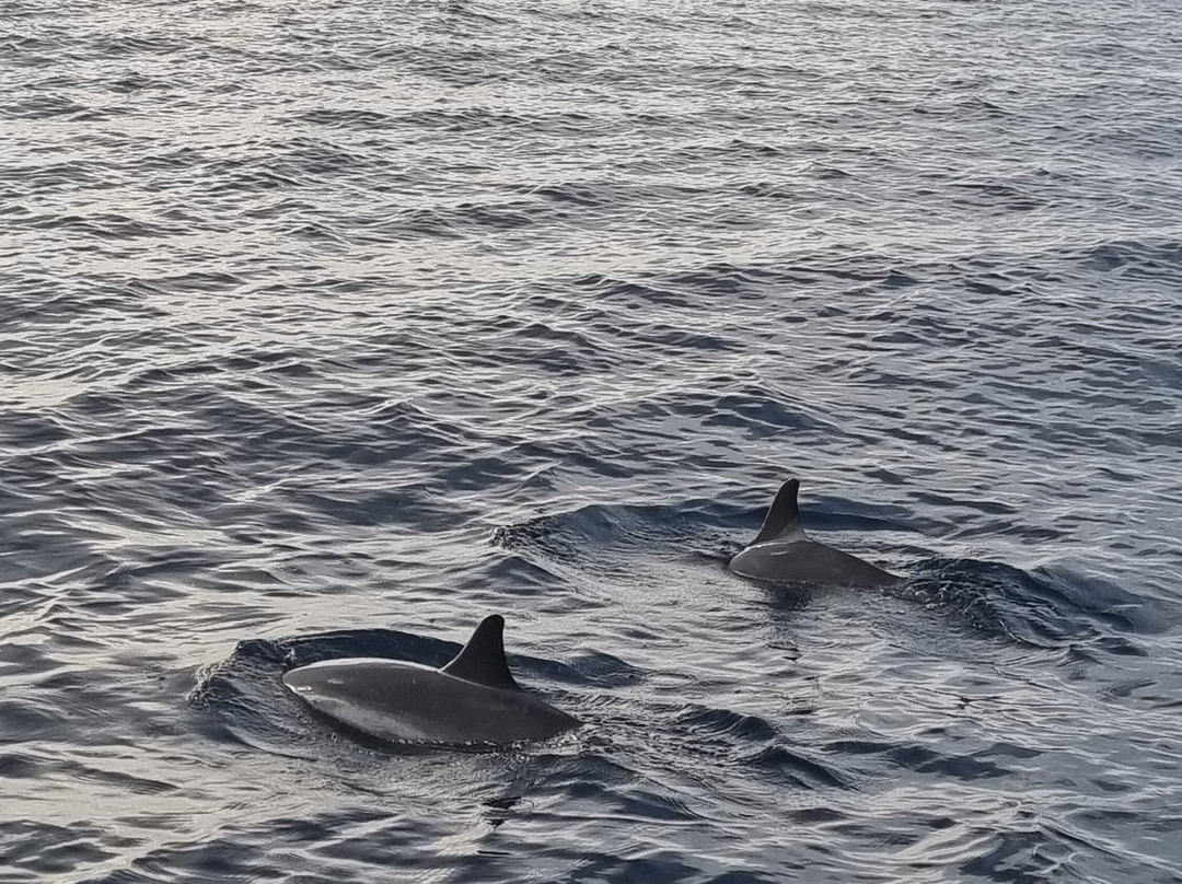 Lovina Dolphin Holiday景点图片