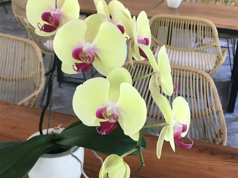 巴厘兰花园-登巴萨必去景点