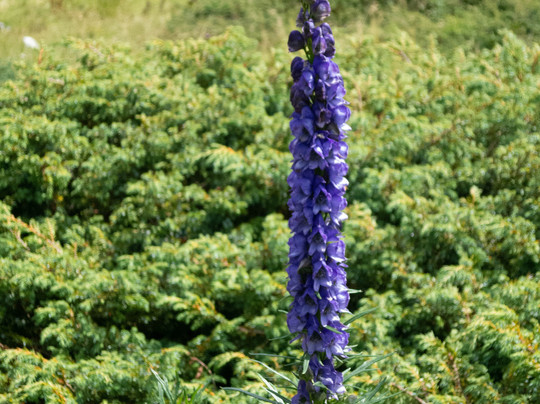 Val Di Fiemme-特伦蒂诺—上阿迪杰必去景点