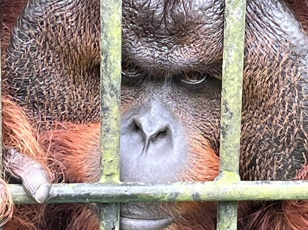 The Great Orangutan Project-古晋必去景点