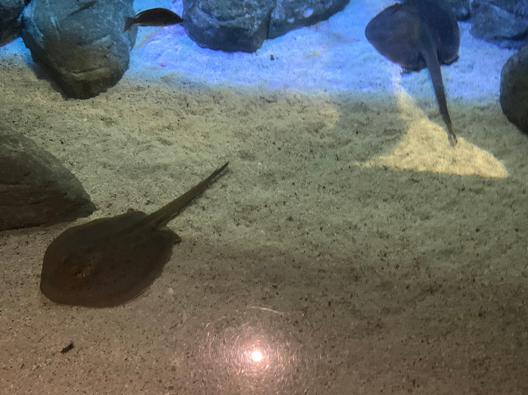 Aquarium de la Réunion景点图片