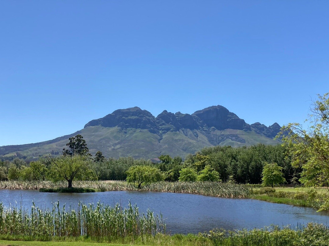 Morgenster Wine Farm and Olive Estate-西索美塞必去景点