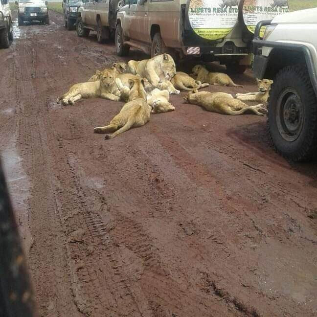 Livets Resa-阿鲁沙必去景点