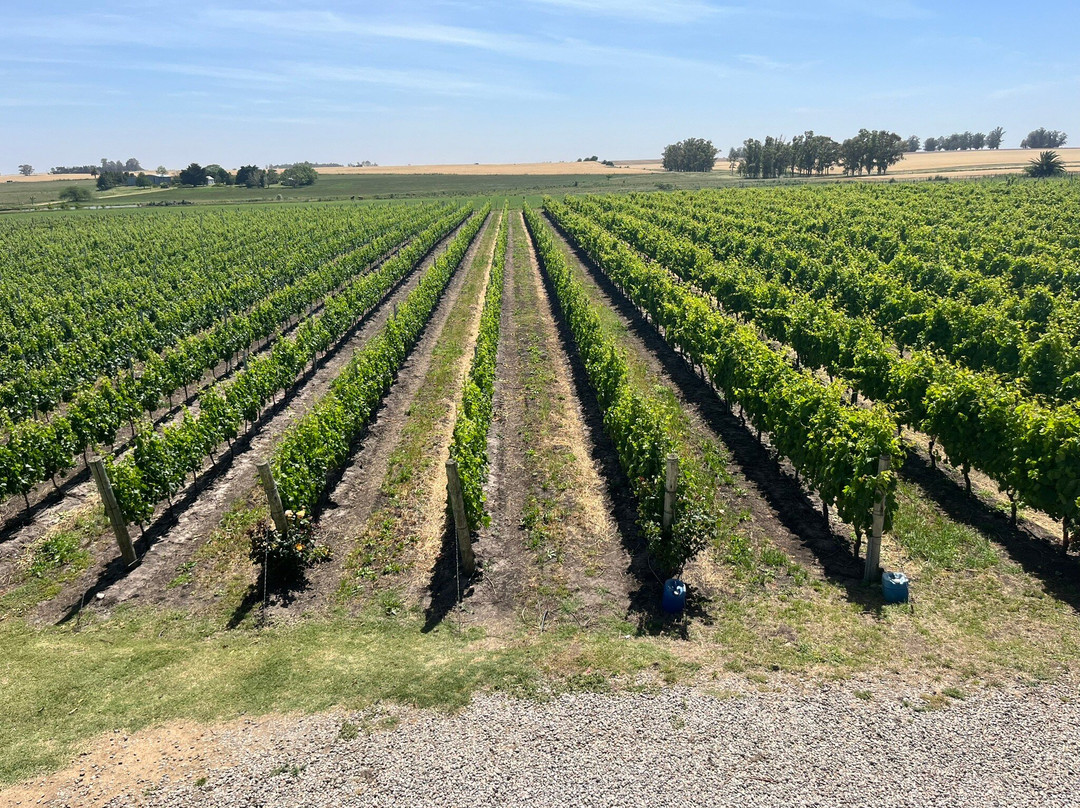 Fripp Viñedos Y Bodega-Conchillas必去景点