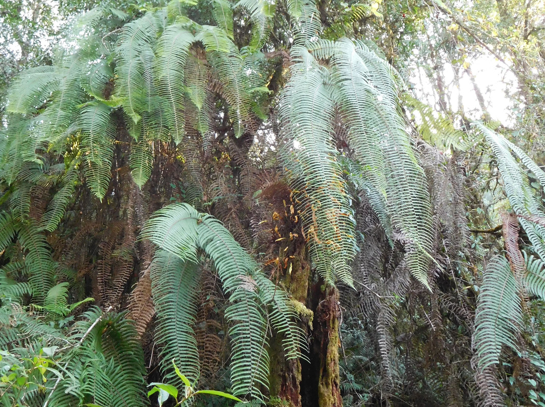 Fambong Lho Wildlife Sanctuary-甘托克必去景点