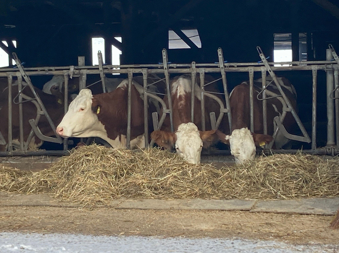 Pensione Rieplhof主图