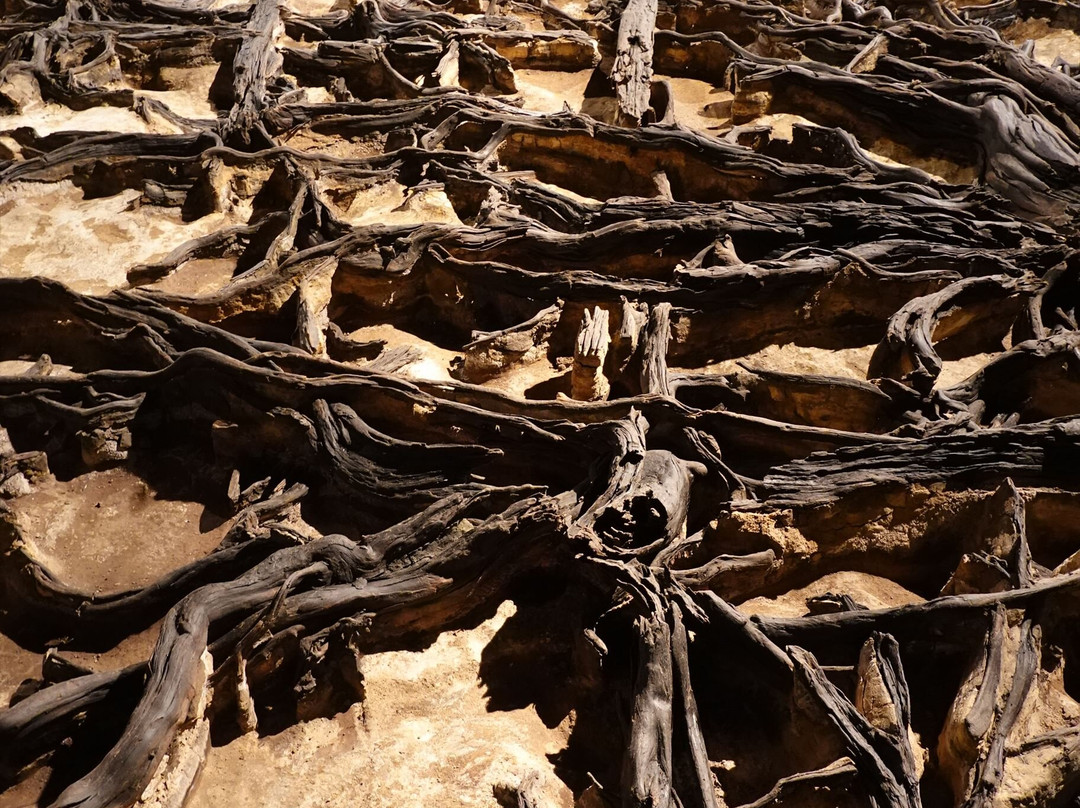 Chiteinomori Mueum-仙台市必去景点