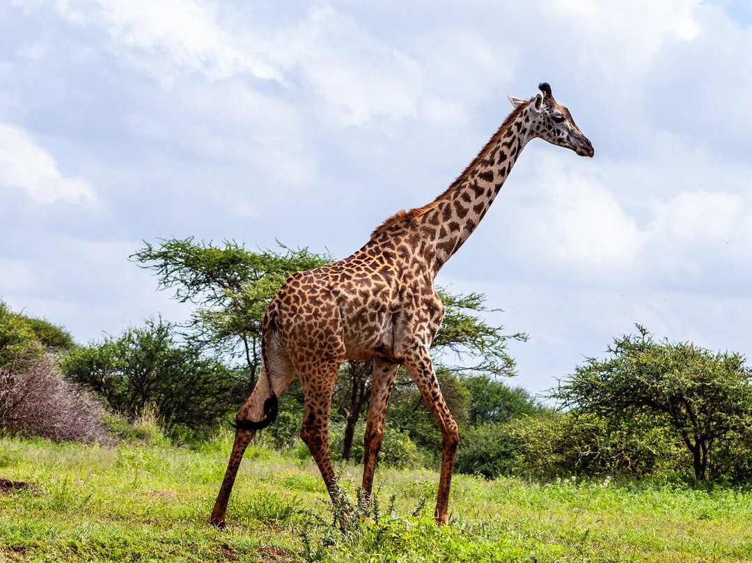 Asante Bibi Safaris And Tours景点图片