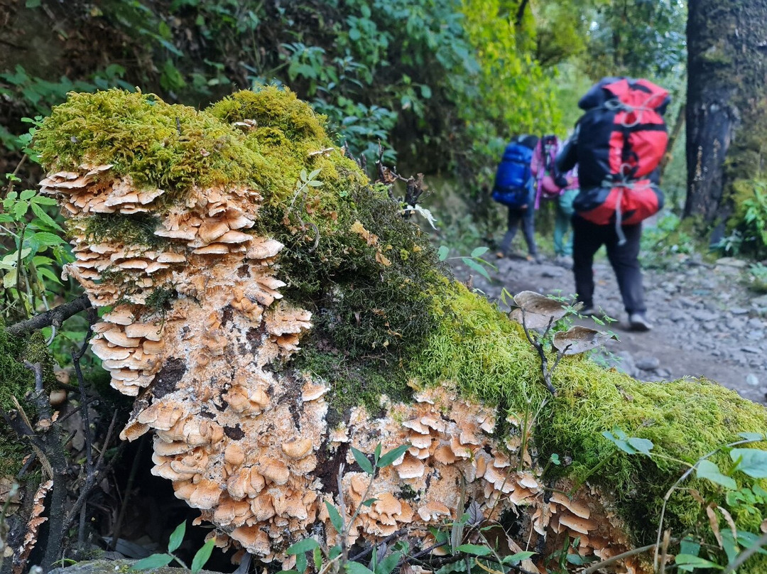 Langtang Valley-Langtang National Park必去景点
