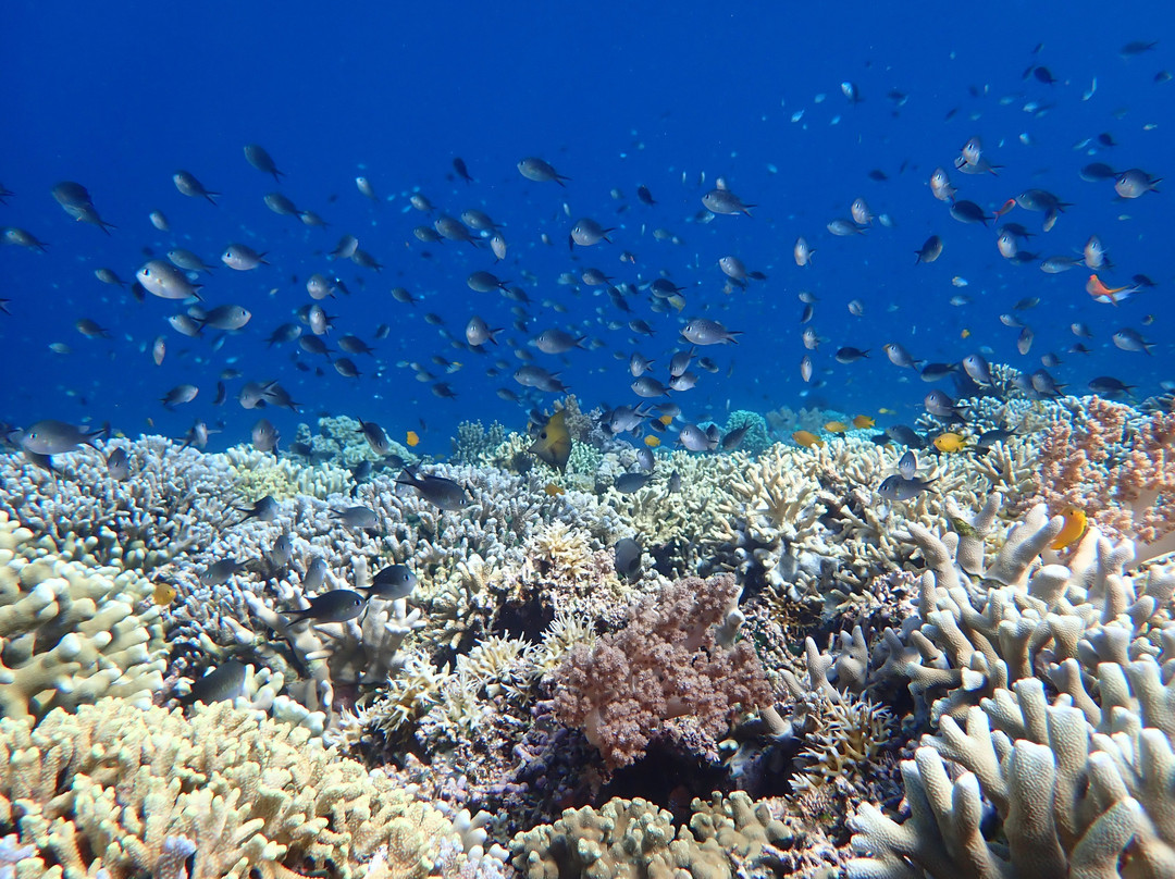 Snorkeling Menjangan Island景点图片