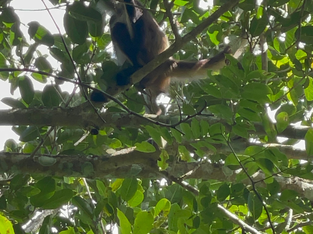 Eco Mayan Adventures景点图片