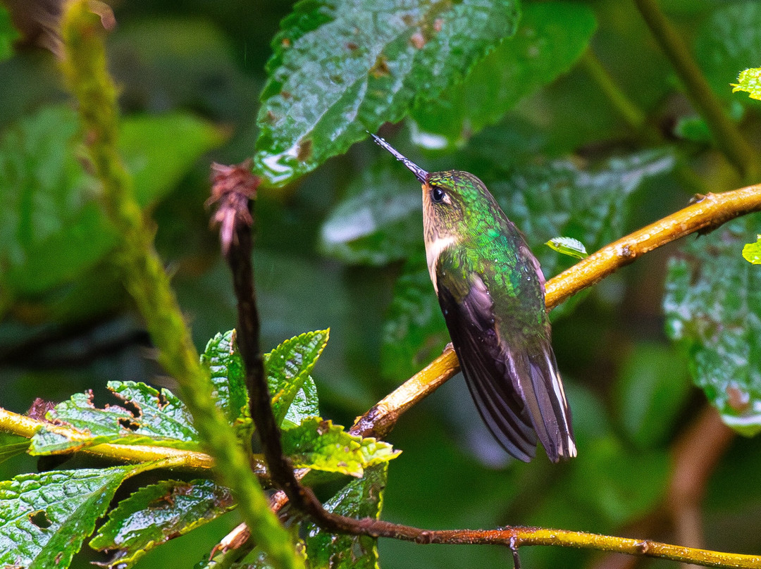 South Birding Peru景点图片