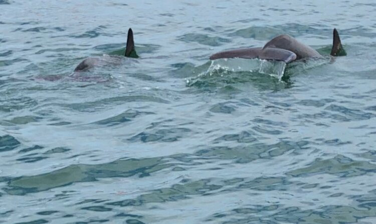 Fenit Sea Safari-Fenit必去景点