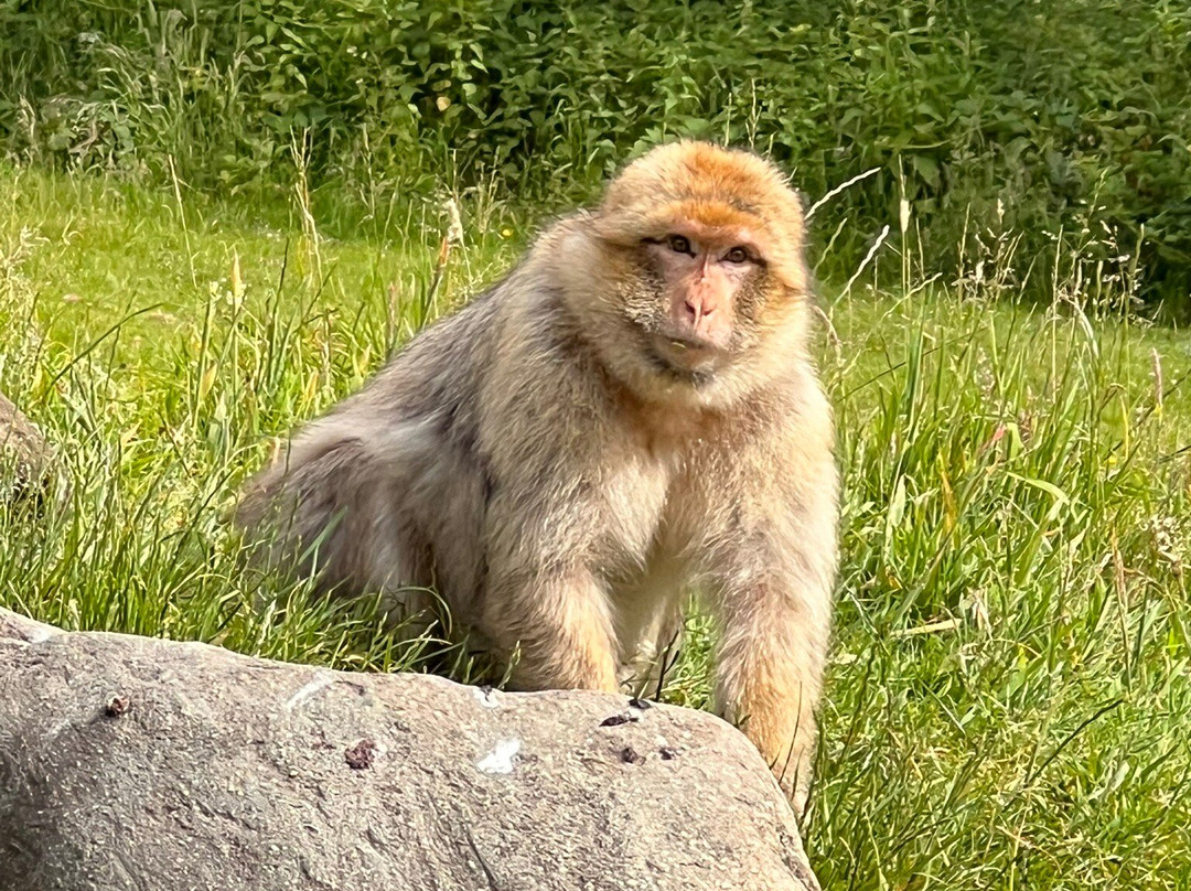 Trentham Monkey Forest景点图片