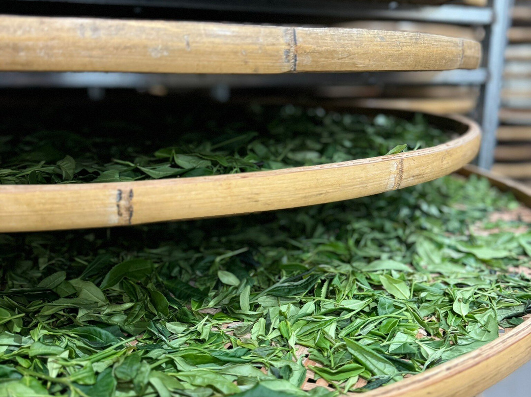 Renegade Tea Factory & Estate-库塔伊西必去景点