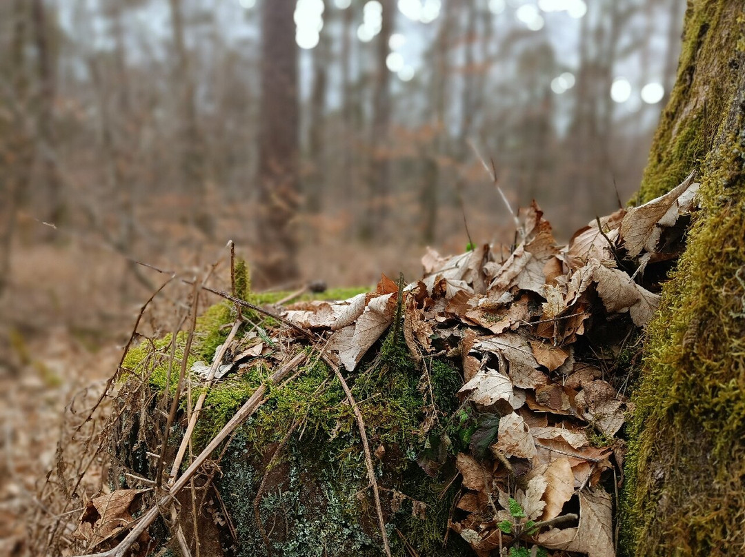 La Grande Forêt de Saint-Hubert景点图片