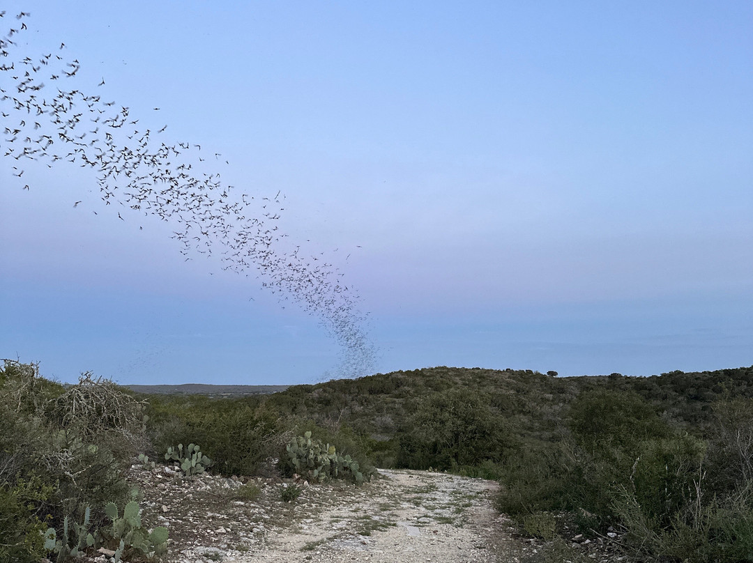 Frio Bat Flight Tours-Concan必去景点