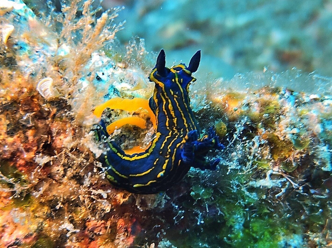 Sao Jorge Dive and Sail Center-Sao Jorge必去景点