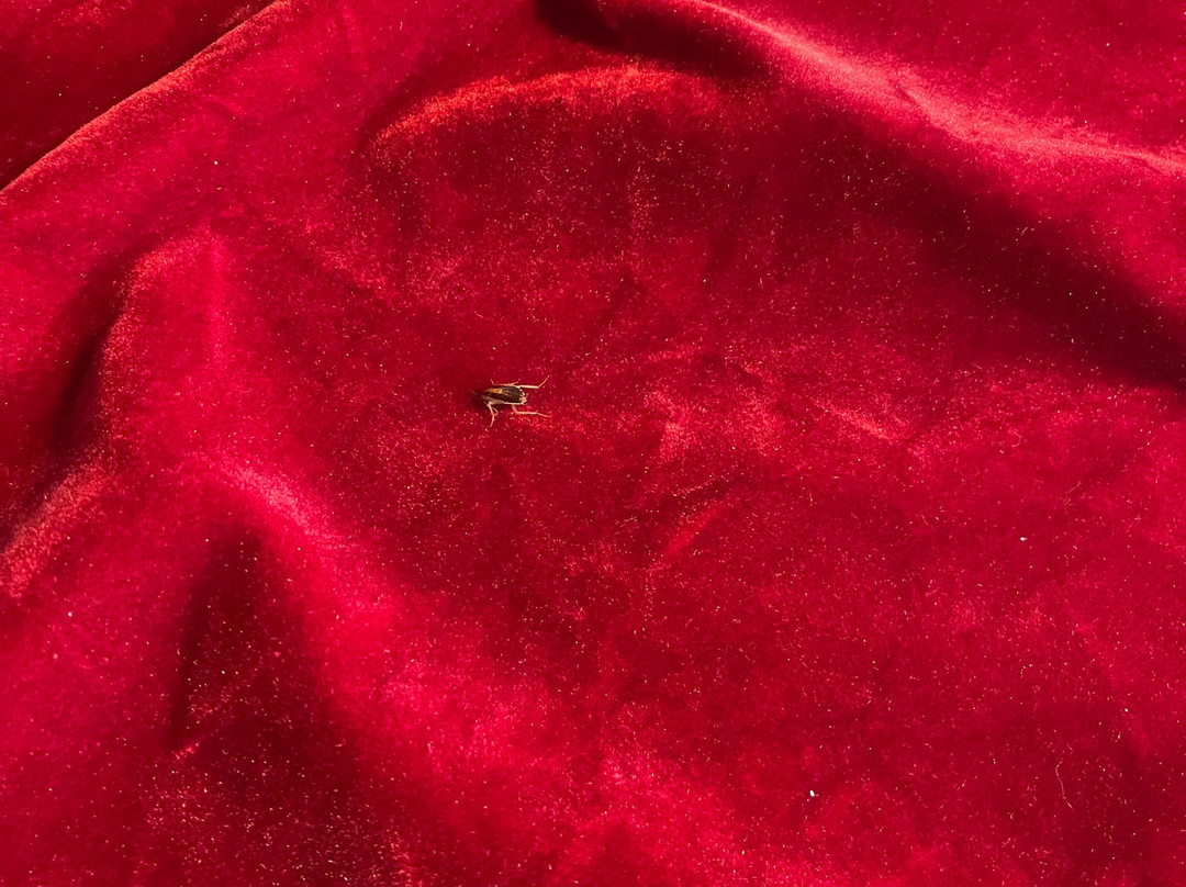 Travelodge by Wyndham Salisbury MD主图