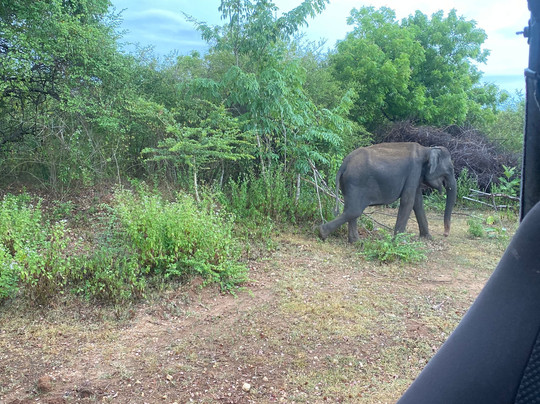 Buddika Safari & Resort主图