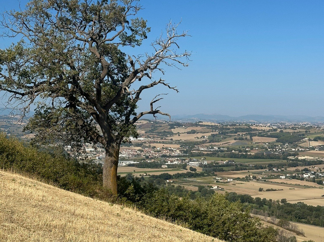 Colle Dei Falchi主图