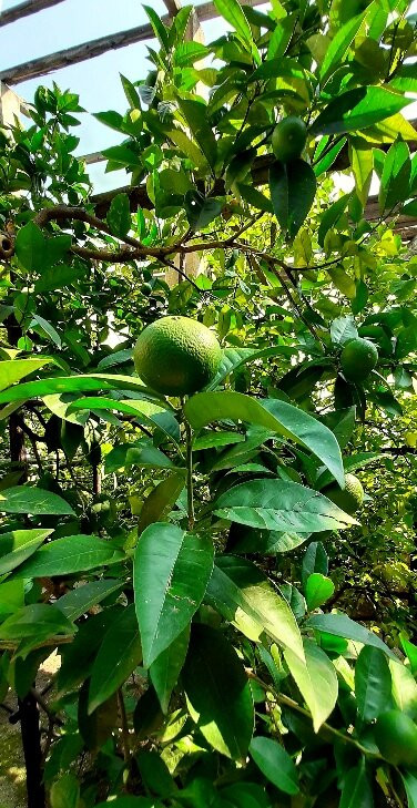 Limonaia Pra dela Fam景点图片
